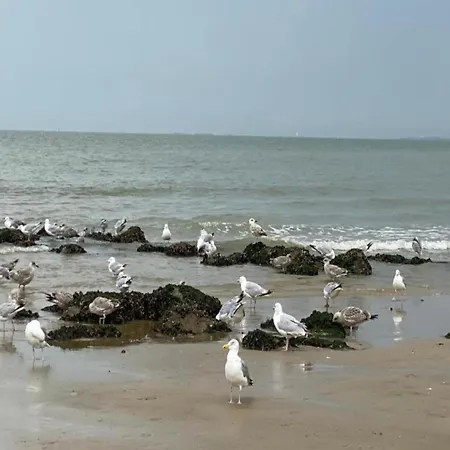 Appartement In Near The *